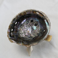 abalone schelp