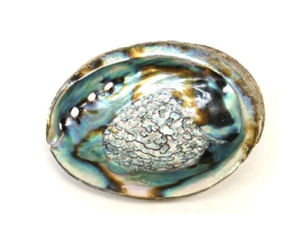 Abalone schelp 13 cm