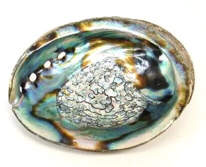 abalone schelp
