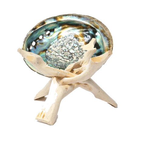 set abalone schelp met poot